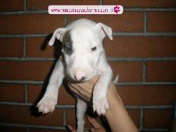 Bull Terrier para la venta Medellin, Colombia