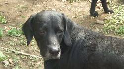 LABRADOR NEGRO BUSCAR HOGAR EN FINCA Medelln, Colombia