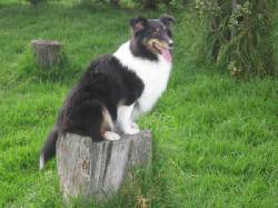 HERMOSOS CACHORROS SHETLAND (COLLIE MINIATURA) BOGOTA, COLOMBIA
