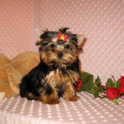 Manifico y puro cachorros Yorkie de Calidad Disponibles Cali, Colombia