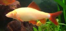 peces para acuario exticos Bogota, Colombia