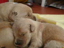 Cachorros Golden Retriever 100% puros Manizales, Colombia
