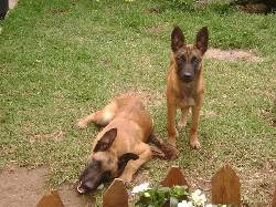 venta de perros pastro aleman y pastro belga bogota, colombia