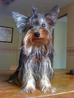 EJEMPLAR DE LA RAZA YORK SHIRE TERRIER cali, colombia