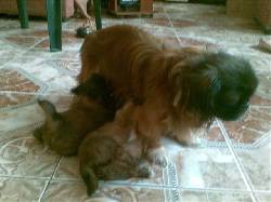 vende perros cachorros pequines o pekines vacunado palmira, colombia