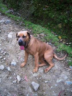 FILA BRASILERO BUSCA NOVIO. 2, colombia