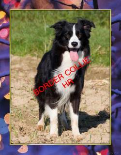 **CACHORROS BORDER COLLIE EXCELNTE SALUD***** BOGOTA, COLOMBIA