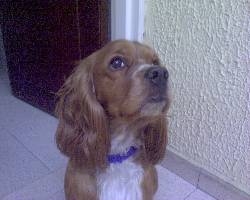 Busco Novia para mi perro Cocker Spaniel Bogota, Colombia