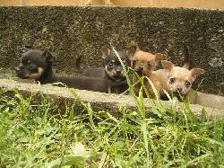 Vendo 3 Chihuahua muy bonitos y pequeitos bogota, colombia