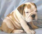 Cachorritos de bulldog ingles y frances madrid, espana