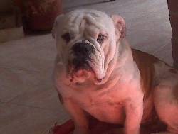 Vendo Bull Dog Ingles Stabdar OK Bogota, Colombia