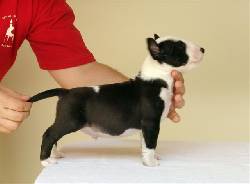 Bull Terrier Cachorros Pereira, colombia