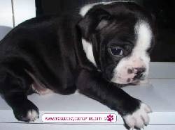 Boston Terrier para la venta. Medellin, Colombia