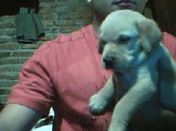 se venden hermosos cachorros labradores CALI, COLOMBIA