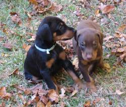 DOBERMAN ESPECIALIZADOS PUREZA 100% -- COLOMBIA BTA, COLOMBIA