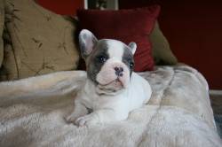 mujeres cachorro bulldog francs para su aprobaci madrid, espana