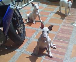 Venta Hermosos BULL TERRIER Tunja, Colombia