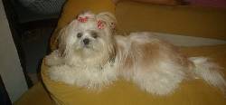 SE BUSCA SHIH  TZU CALI, COLOMBIA
