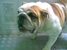 Bulldog exelentes - LA GRANJA CACHORROS Bogot, Colombia