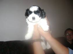 Venta de Cachorro Raza CHIT-TZU Bogota, Colombia