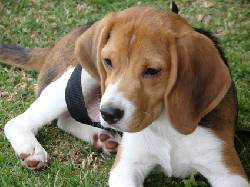 GANGA!!! Hermoso Beagle Macho $120.000 Bogota, Colombia
