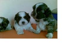 vendo perros cachorros shitzu miniatura 13 de mayo palmira, colombia