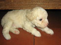 cachorrito busca hogar cali, colombia