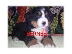 **CACHORROS BERNES  EXCELNTE SALUD***** BOGOTA, COLOMBIA