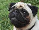 ***  REGALO TRES HERMOSOS  CACHORROS  PUG * L.D.S* Bogota, Colombia