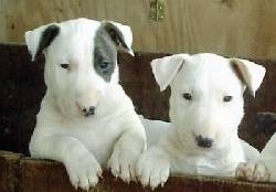 hermosos cachorros bullterrier en medellin medellin, colombia