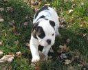 REGALO - BULLDOG INGLS CACHORRO EN ADOPCIN Valencia, Espaa