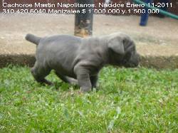 Cachorros Mastin Napolitanos para la venta hermosos 6, 57