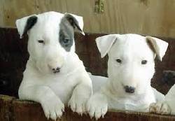 cachorros bullterrier medellin, colombia