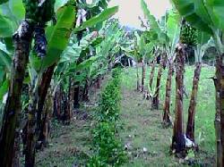 SE VENDE FINCA. Pasto, colombia