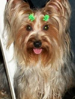 YORKSHIRE TERRIER MACHO MINIATURA HERMOSO!!! Cali, Colombia