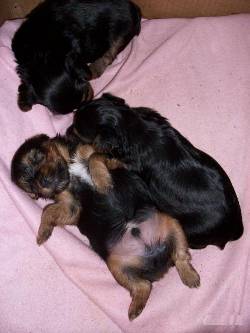 cachorros yorkshire terrier de 24 dias cali, colombia
