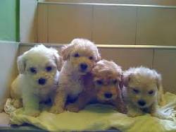FRENSH POODLE MINI TOY VENTA DE ESPECTACULA CACHORROS  cali, calombia