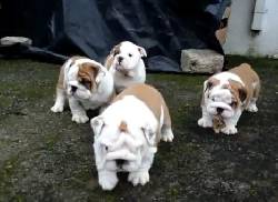 bulldog ingles en medellin medellin, colombia