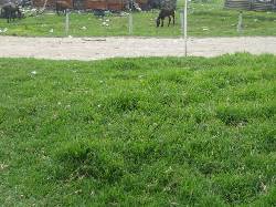 6 LOTES EN VENTA LAS PALMITAS SECOR PATIO BONITO BOGOTA, COLOMBIA