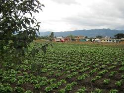 LOTE CHIA - COTA BOGOTA, COLOMBIA