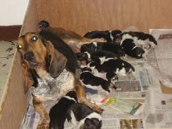 Vendo Cachorros Basset Hound Tricolor Medelln, Colombia