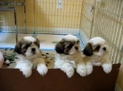 cachorros shitzu en medellin antioquia medellin, colombia