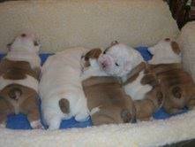 Bulldog Ingl�s cachorros gratis Madrid, Espana