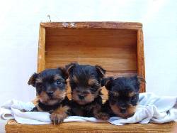Yorkshire terrier cachorros espectaculares mascotas Bogot, Colombia