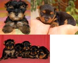 cachorros yorkshires medellin, colombia