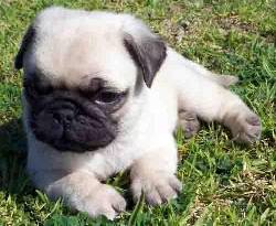 cachorros pug en medellin medellin, colombia