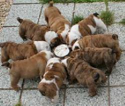 De raza Bulldog Ingls cachorros Barcelona, Espana