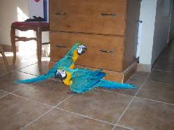 Guacamayo azul y ara, guacamayo jacinto en venta delaware, united states