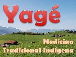 YAG, Planta Medicinal y Sagrada Bogot, Colombia