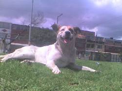 Perrita Busca hogar de paso!! Bogota, Colombia